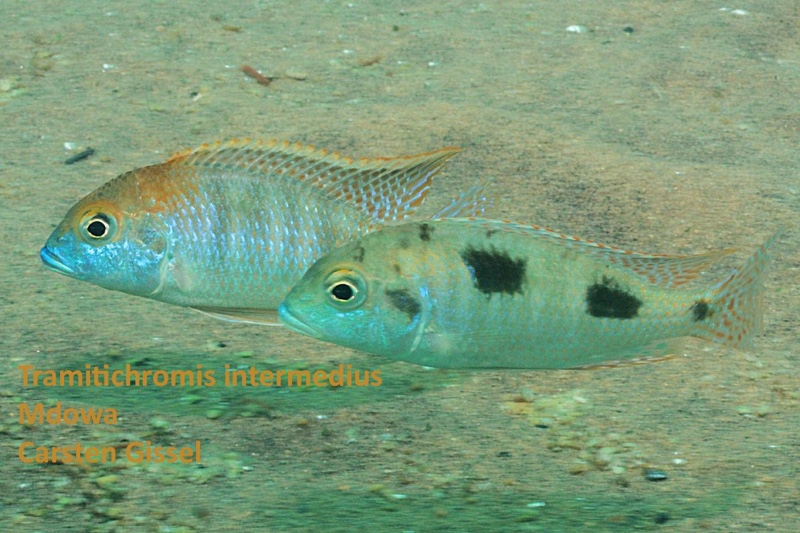 Tramitichromis intermedius 'Mdowa'
